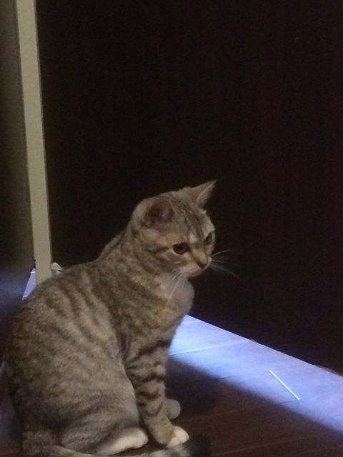 cat_cafe_170605_2