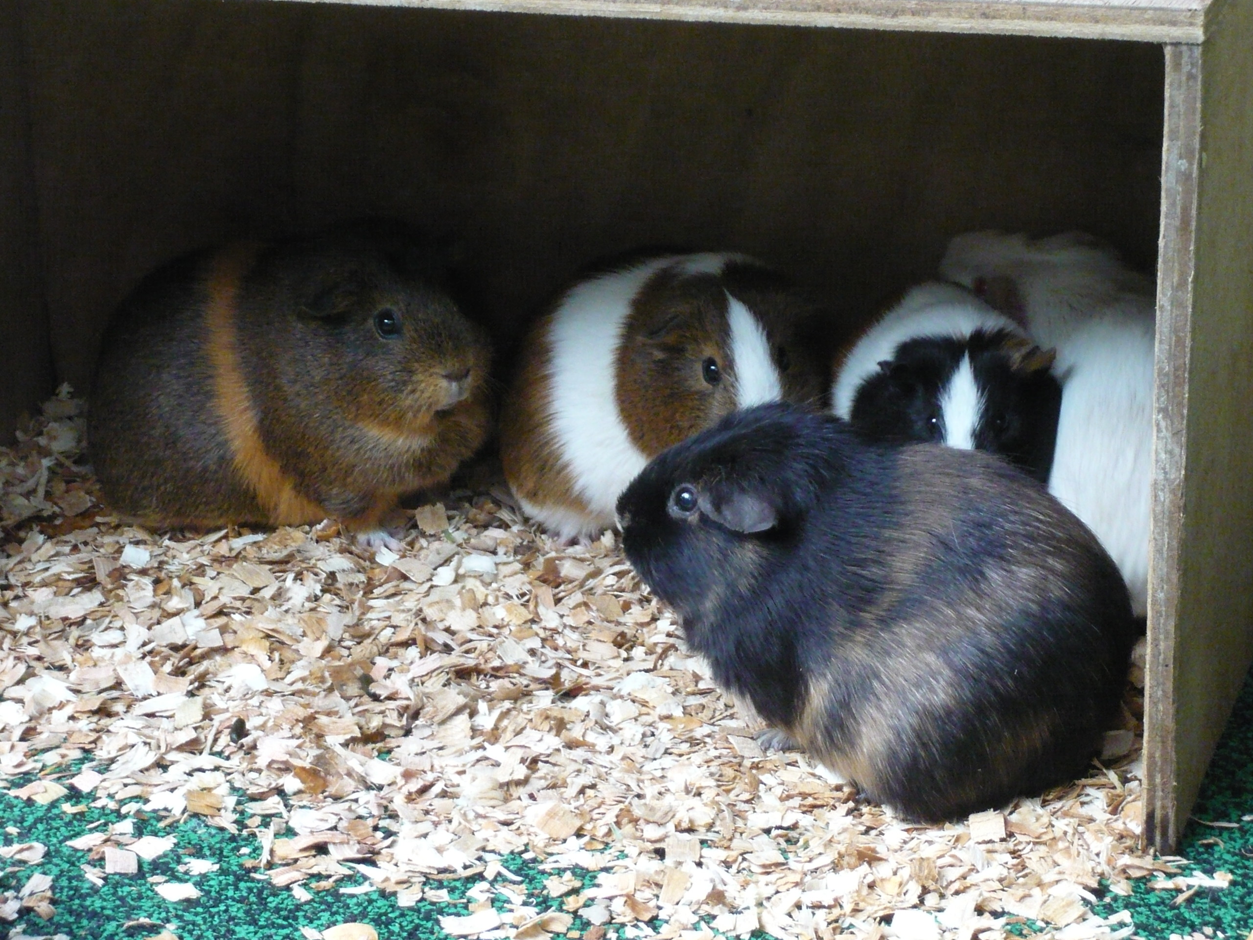 多摩動物公園で癒される ぴよっきー的 ハッピーライフ