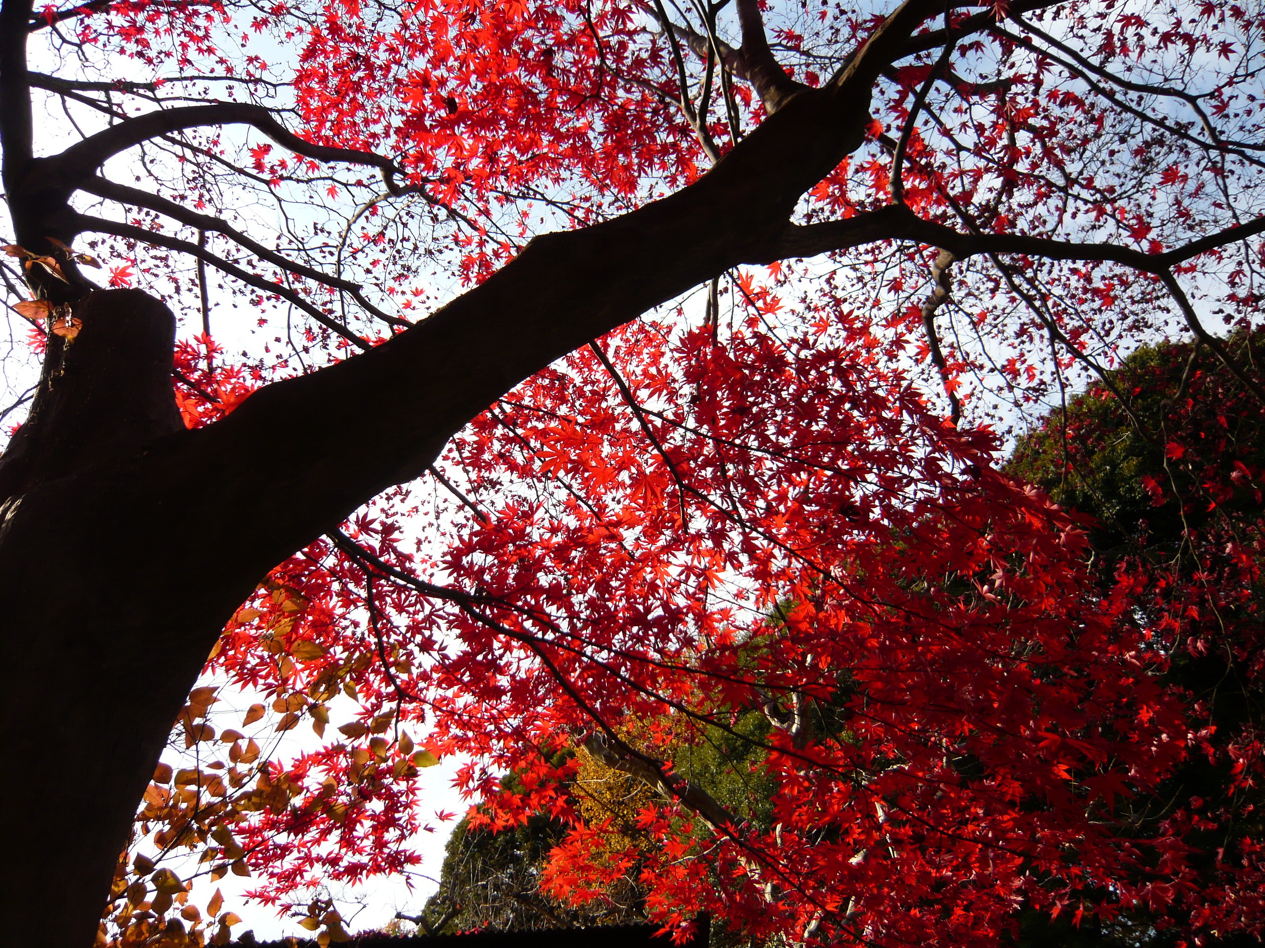 京王百草園の紅葉まつり ぴよっきー的 ハッピーライフ