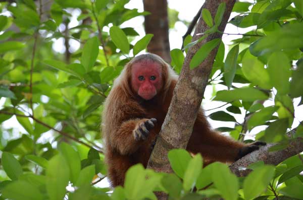 寄生虫ホラーの世界 天使の囀り 青いヘドロの少女 ホラー小説ネタバレ解説 オススメ 新作旧作ホラー映画と ヒロインの世界
