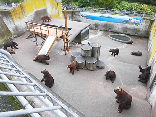 昭和新山にある熊牧場へ行ってきた あなたは おもしろマガジン 昭和新山にある熊牧場へ行ってきた あなたは おもしろマガジン