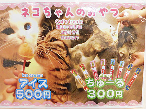 先週オープンの猫カフェ Puchi Marry ぷちまりー 函館店 に行ってきた あなたは おもしろマガジン 先週オープンの猫カフェ Puchi Marry ぷちまりー 函館店 に行ってきた あなたは おもしろマガジン