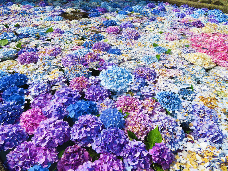 松前町 水に浮くあじさいが涼しげな 浮き紫陽花 は明日まで あなたは おもしろマガジン