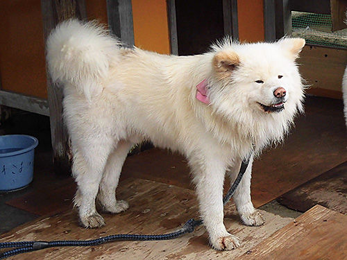 青森県鰺ヶ沢へ わさおに会いに行ってきた あなたは おもしろマガジン