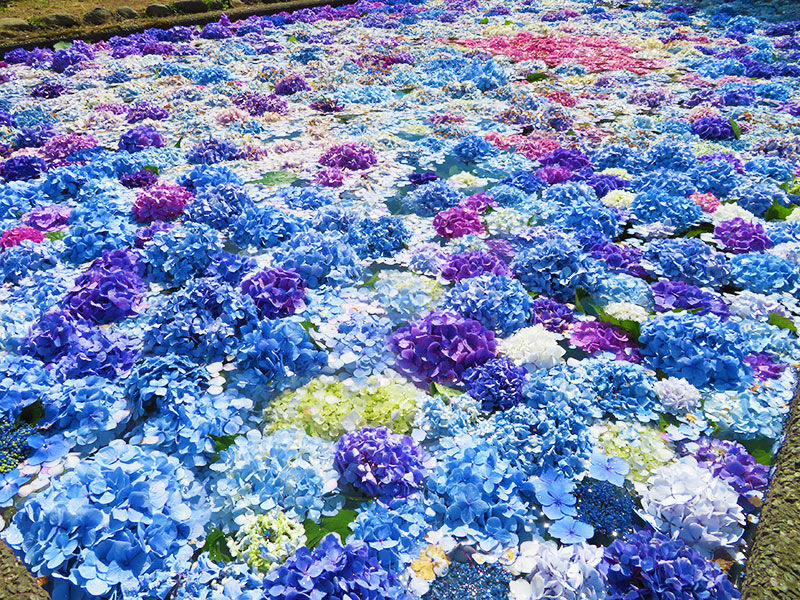 松前町 水に浮くあじさいが涼しげな 浮き紫陽花 は明日まで あなたは おもしろマガジン