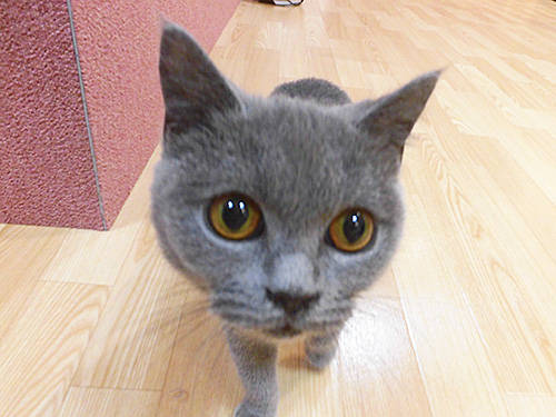 先週オープンの猫カフェ Puchi Marry ぷちまりー 函館店 に行ってきた あなたは おもしろマガジン 先週オープンの猫カフェ Puchi Marry ぷちまりー 函館店 に行ってきた あなたは おもしろマガジン