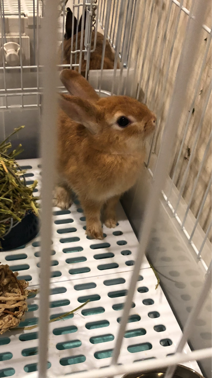 可愛いウサギさん もやいのおうち保育園ブログ