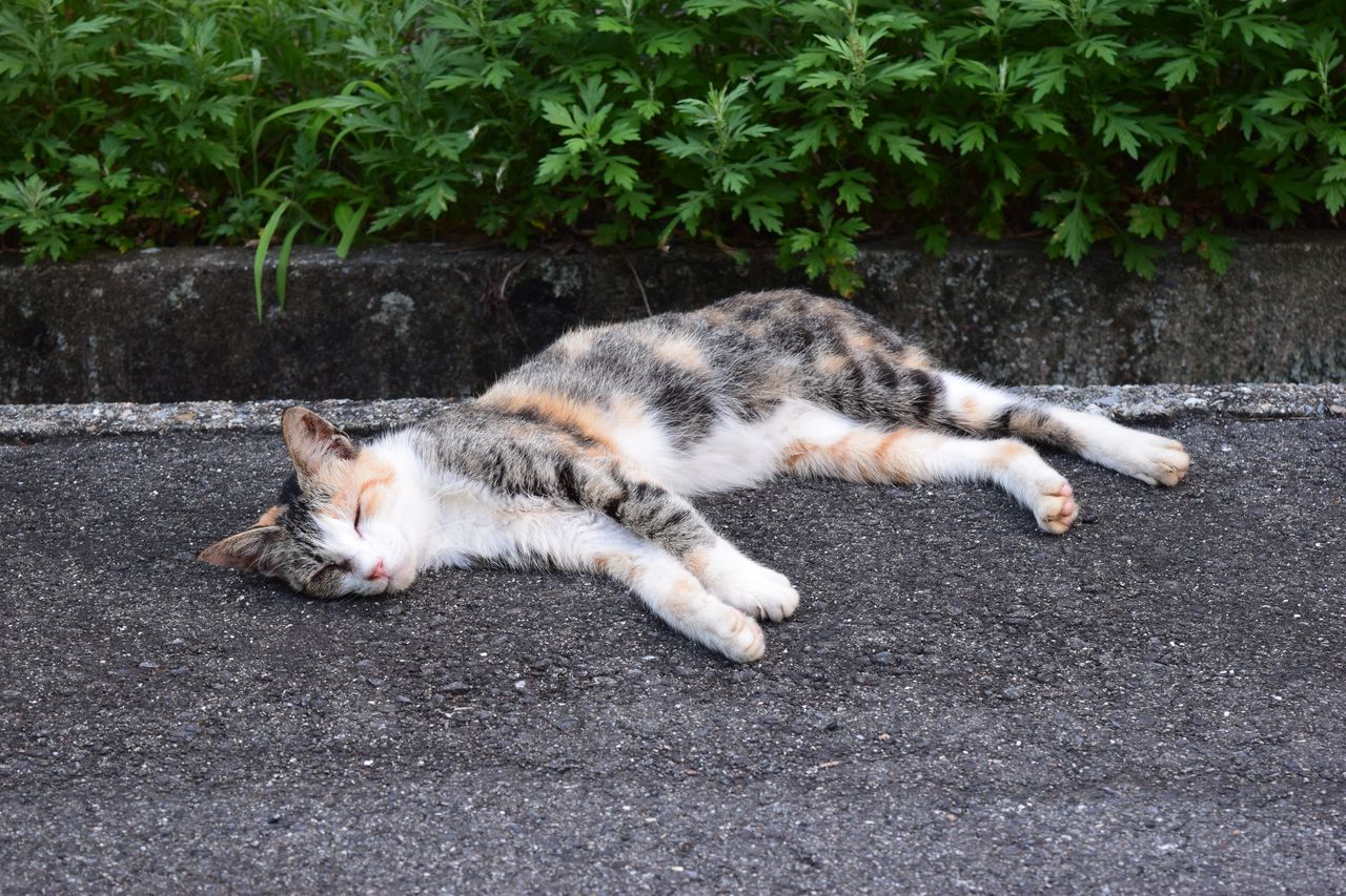 売春島 宴会 コンパニオン