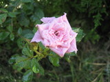 お花2