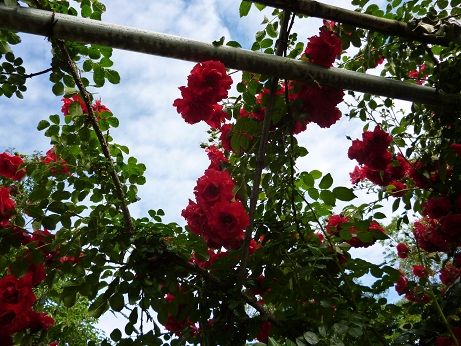 名残の薔薇と紫陽花鐘楼 : mozuff21のblog