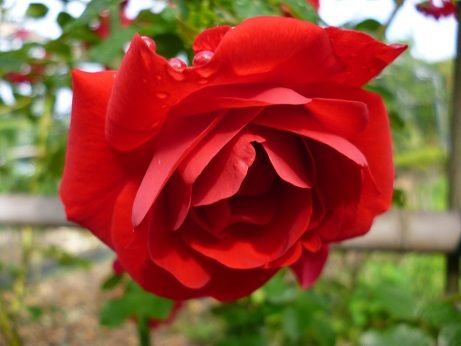 名残の薔薇と紫陽花鐘楼 : mozuff21のblog