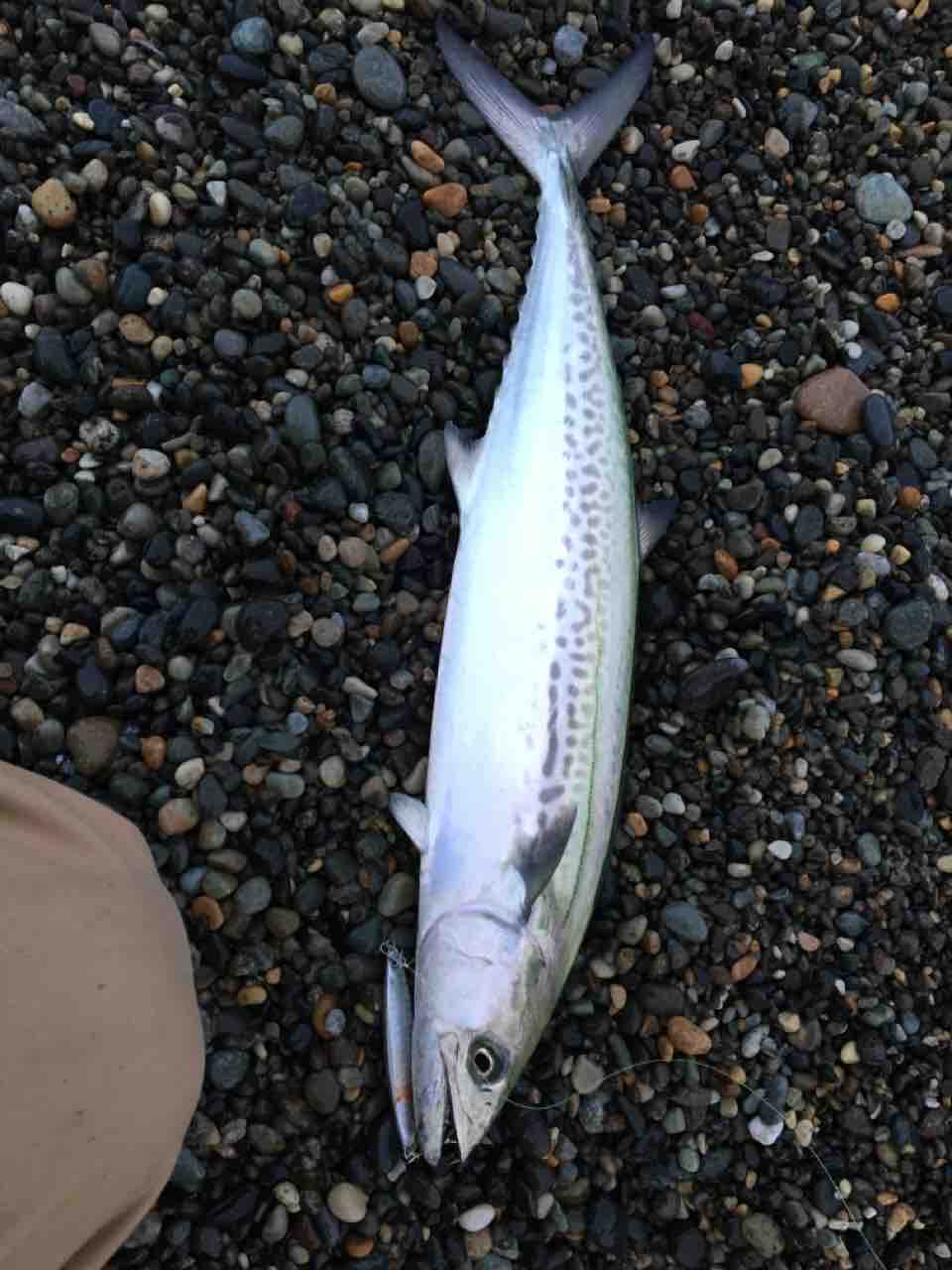 19 12 17 久しぶりの青物 もじーの糸魚川 釣りノオト