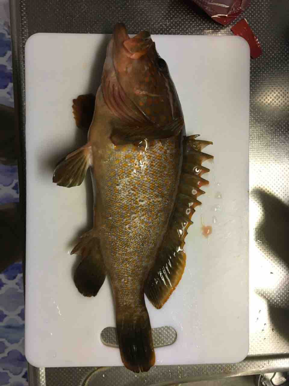 19 12 17 久しぶりの青物 もじーの糸魚川 釣りノオト