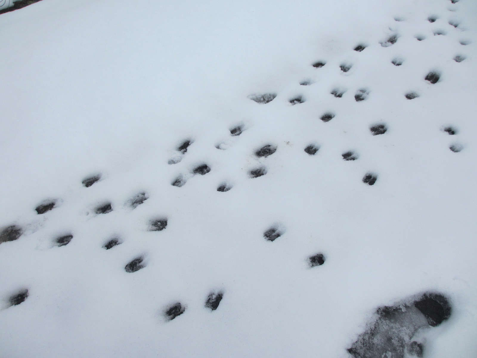 雪の日は鹿の足跡が良くわかる W W あっ 隠れてたのに見つけましたね