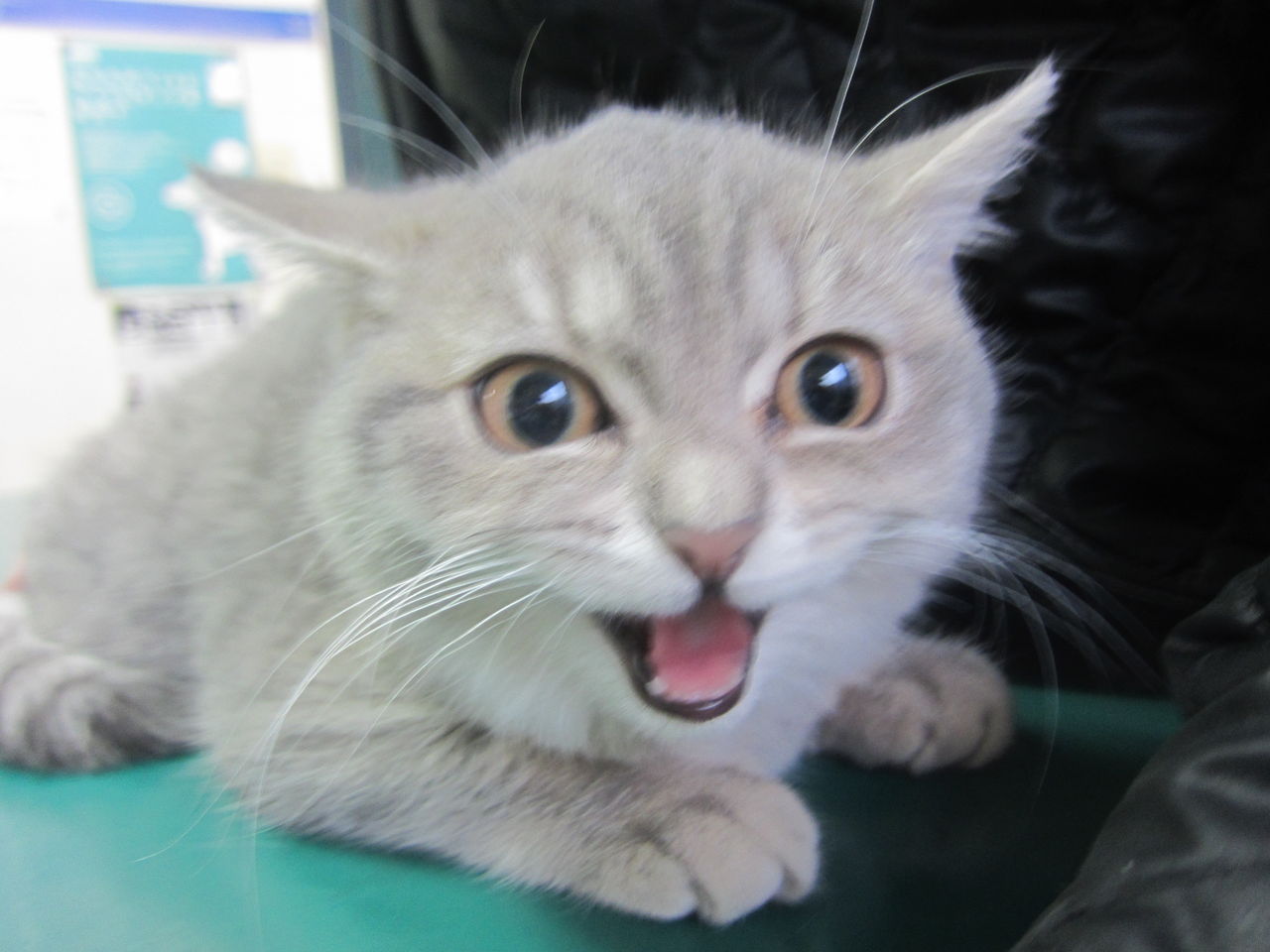 なぜ猫は腎臓病になりやすいのか 新聞記事より 小さな命と向き合って１１ 新館