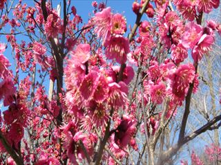 IMG_2006_R