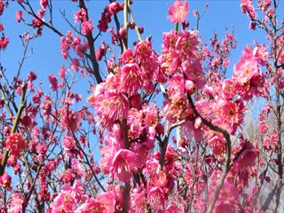 IMG_2005_R