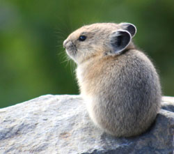 pika-article