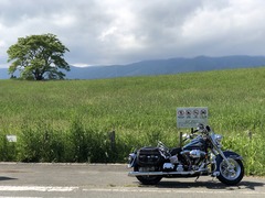 r04.6.17①一本桜