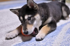 r04.2.16⑤花デジイチ