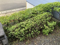 r04.6.13⑦バリカン