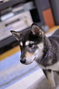 r04.2.16③花デジイチ