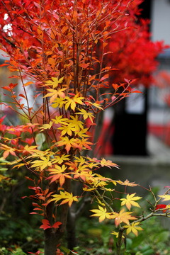 h22.11.12庭先の競演01