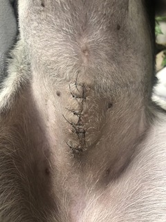 r04.4.16⑤抜糸