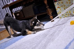 r04.2.16⑥花デジイチ