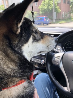 r04.5.29⑦花ちゃんとドライブ