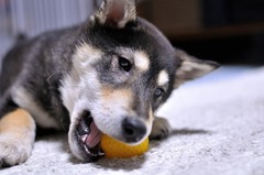 r04.2.16⑦花デジイチ