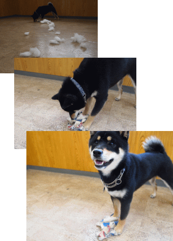 無料ダウンロード でぶ 犬 かわいい 最高のhd壁紙画像 無料ダウンロード でぶ 犬 かわいい 最高のhd壁紙画像