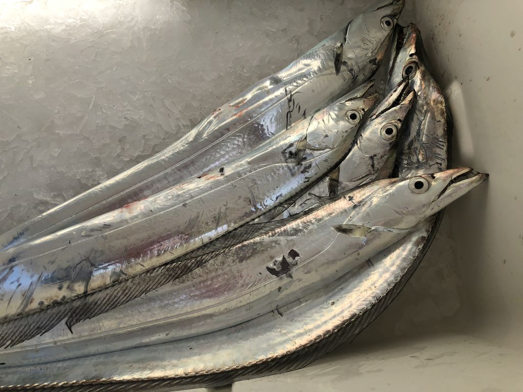 ２０１８年 オフショア釣行 １３日目 ８月５日 初めての太刀魚ジギング In 武蔵丸 いろんな意味で いっぱいいっぱい