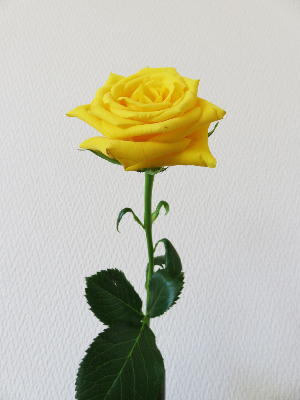 40代独身男性が部屋にバラの花を飾る理由は サムライ精神 Dj一戸建ブログ 40代独身男性が部屋にバラの花を飾る理由は サムライ精神 Dj一戸建ブログ