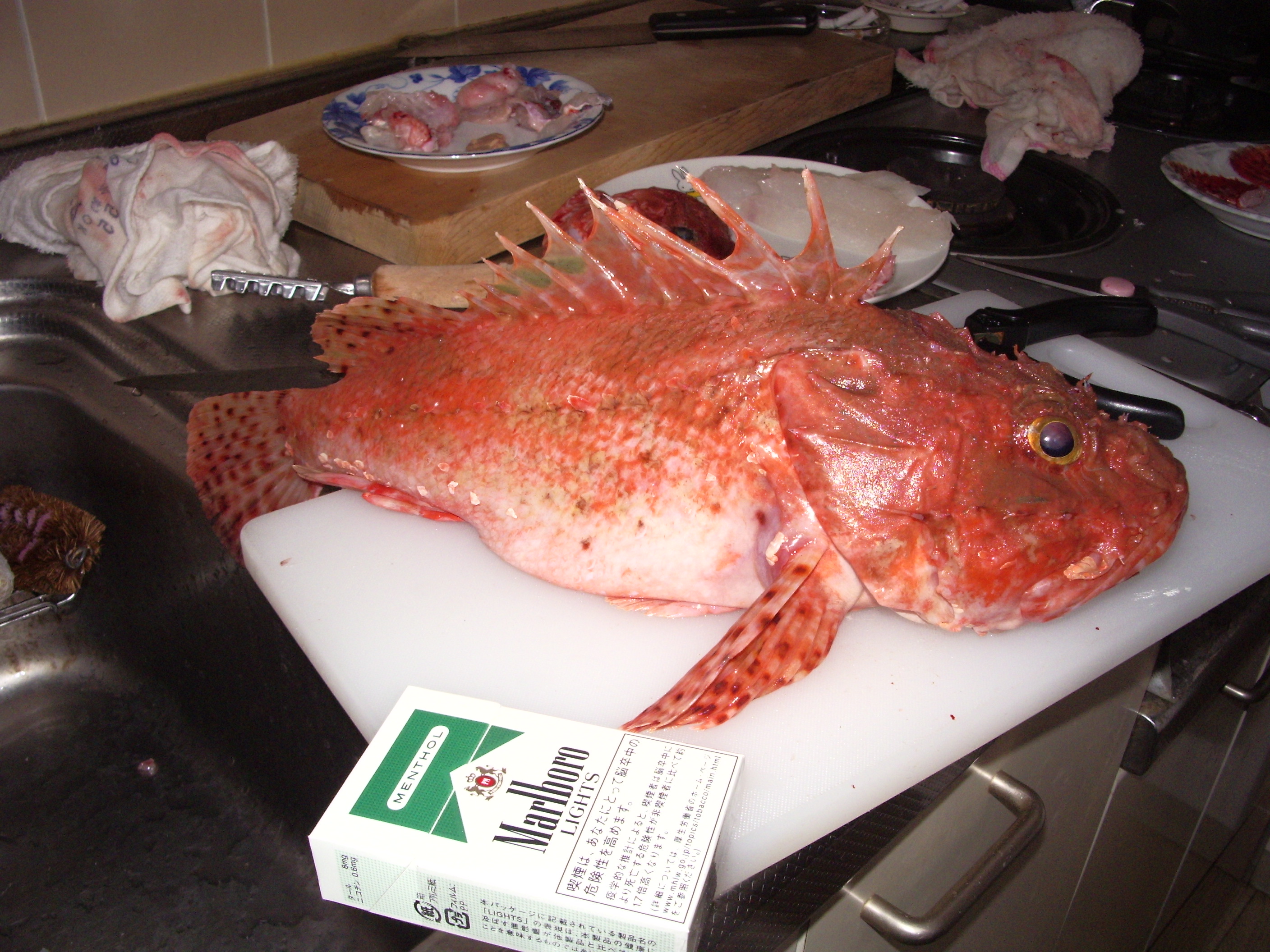 高級魚を食べつくす 鬼カサゴ編 旬香収道 酔舎かわら版