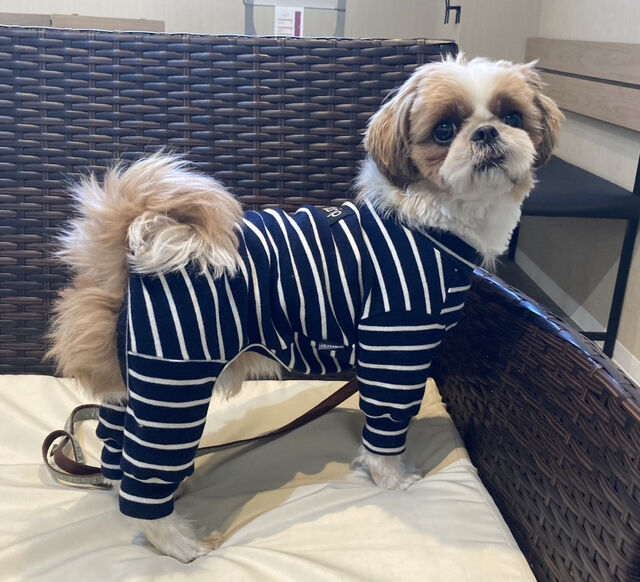 ステイシー Q （Stacey Q） : ディスコ堂 by mrkick