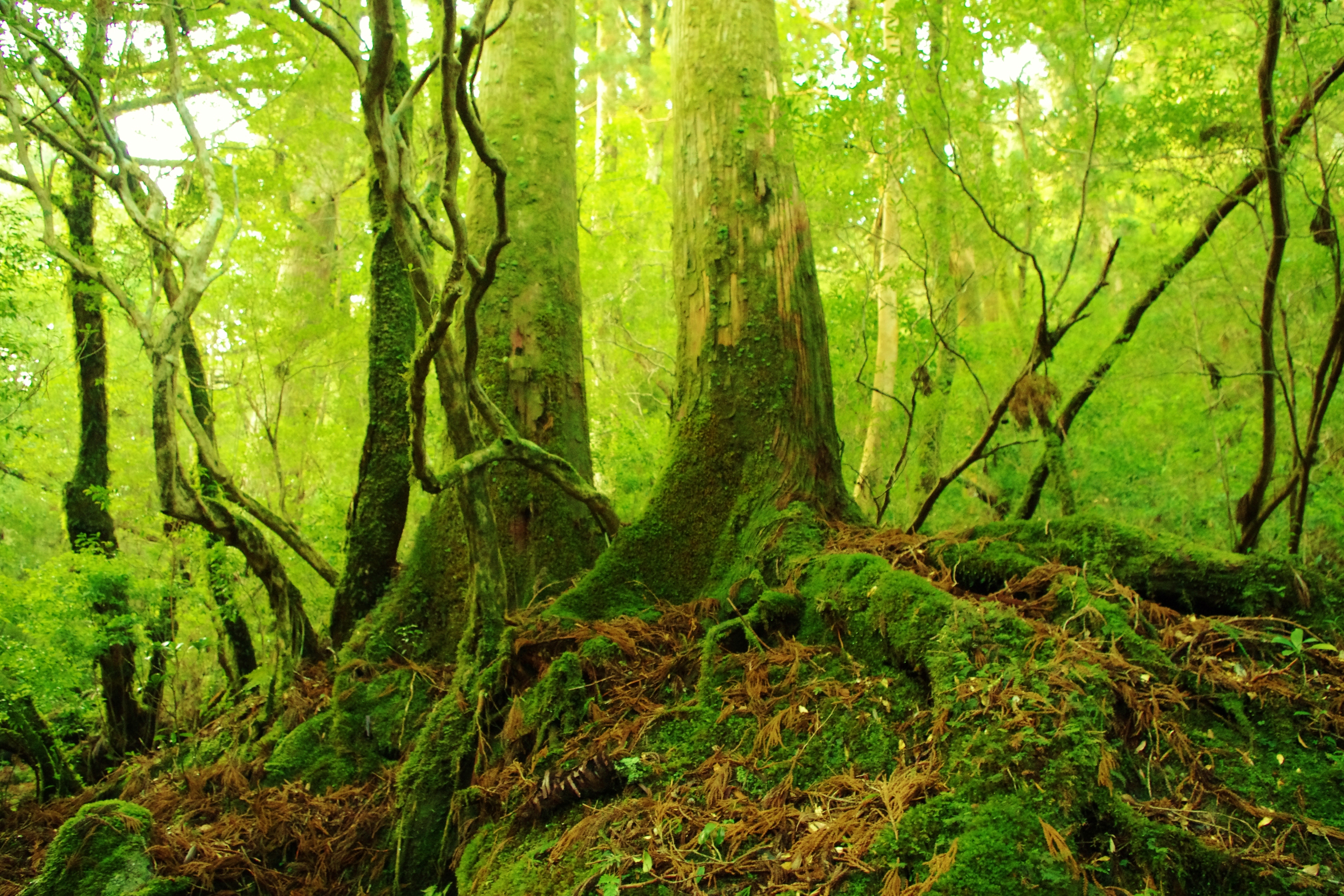 屋久島 登山５ 太忠岳への道 ヤクスギランド 秘境探検チーム Mr Legend編