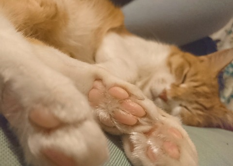 20-10-28-12-07-49-933_deco