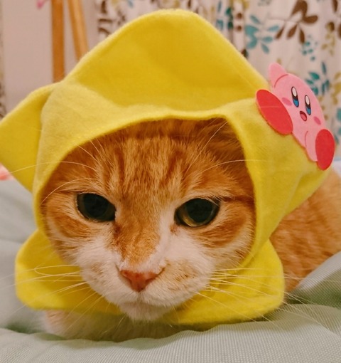 20-11-24-13-46-52-466_deco