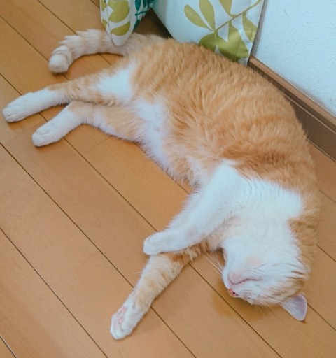 20-09-03-11-48-46-321_deco