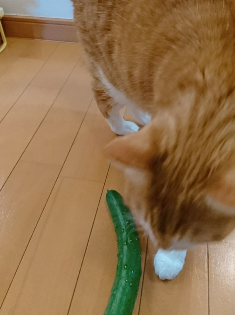 sketch-1608176812102