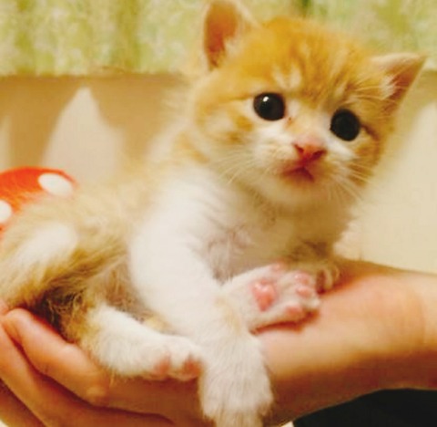 20-07-11-14-00-57-746_deco