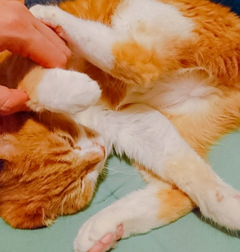 20-07-01-13-21-18-416_deco