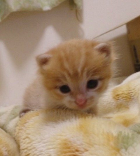 20-10-25-14-16-17-358_deco