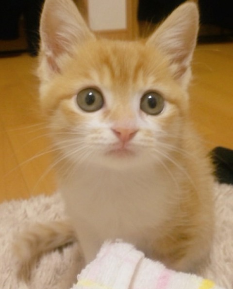 20-11-01-11-49-22-300_deco