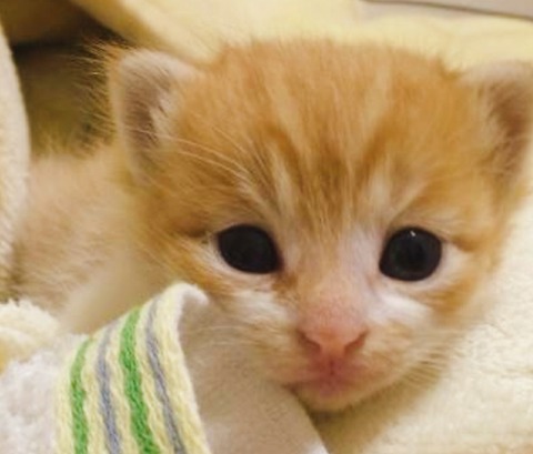 20-10-11-14-11-30-106_deco