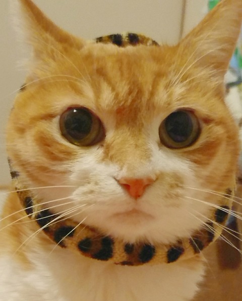 20-07-13-13-06-24-096_deco