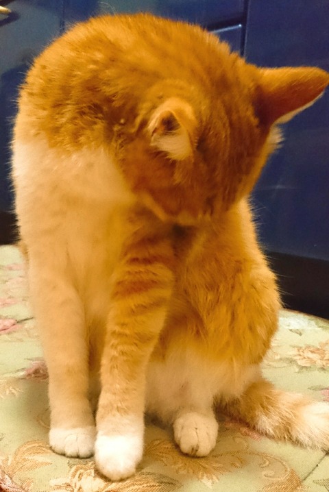 20-06-25-18-02-09-808_deco