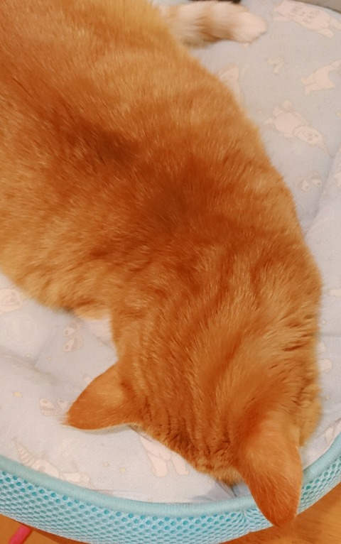 20-06-15-12-45-38-411_deco