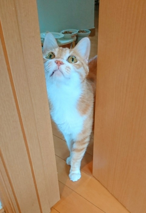 20-07-14-13-56-00-238_deco